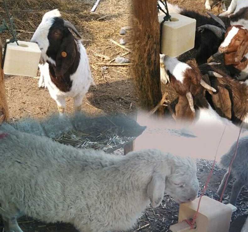 Cattle, sheep and pig licking salt cubes